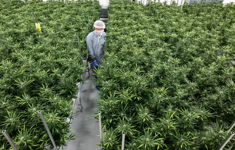 Axel Gille, President of Aurora Europe, inspects cannabis plants in a flowering room of the production facility at the Leuna Chemical Park. (Photo by Hendrik Schmidt/picture alliance via Getty Images)