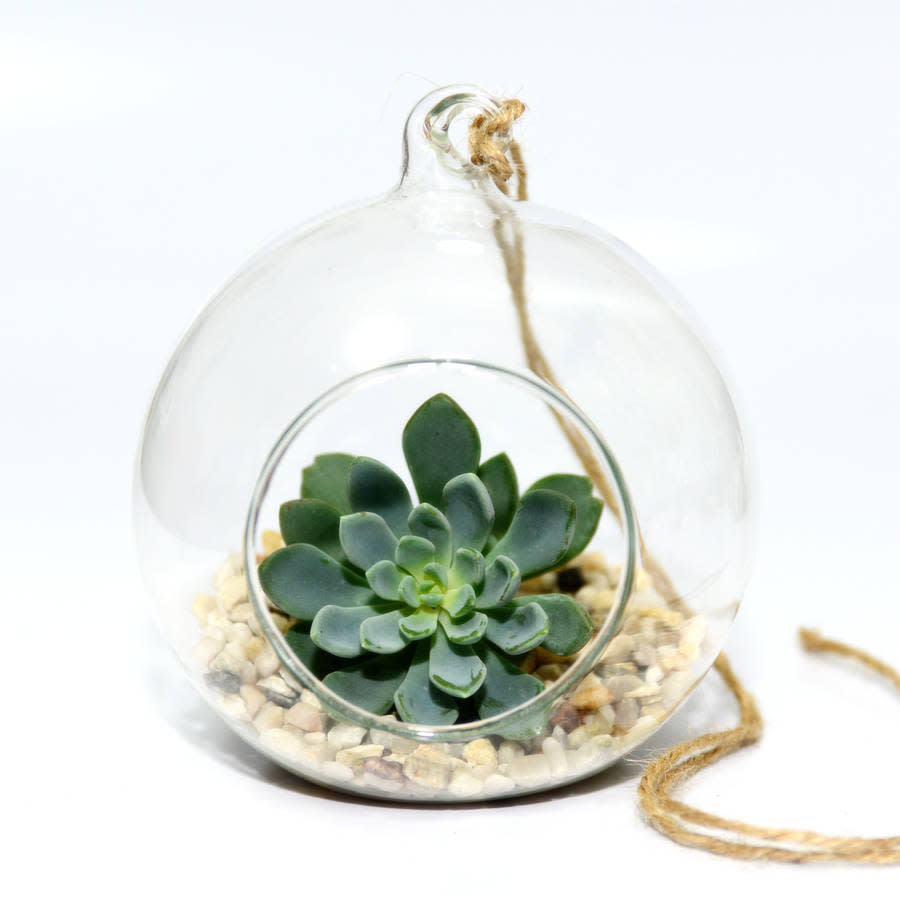 Hanging Glass Bauble Succulent