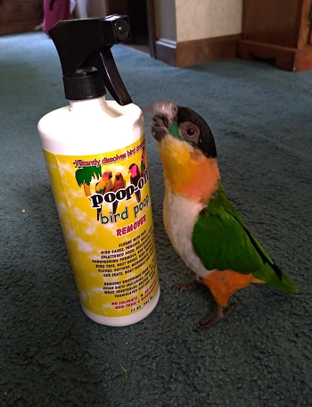 reviewer's parrot next to the bottle