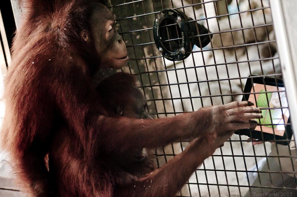 <a href="http://redapes.org/" rel="nofollow noopener" target="_blank" data-ylk="slk:(Photo by Tom Pandi/Toronto Zoo/Orangutan Outreach);elm:context_link;itc:0;sec:content-canvas" class="link ">(Photo by Tom Pandi/Toronto Zoo/Orangutan Outreach)</a> <br> <br> <a href="http://news.yahoo.com/apes-ipads-national-zoo-150122086.html" data-ylk="slk:Click here for the full story from LiveScience.com;elm:context_link;itc:0;sec:content-canvas;outcm:mb_qualified_link;_E:mb_qualified_link;ct:story;" class="link  yahoo-link">Click here for the full story from LiveScience.com</a>