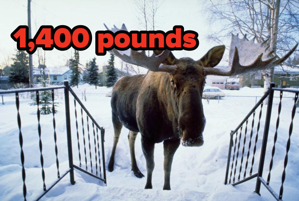 a moose with the text 1,400 pounds
