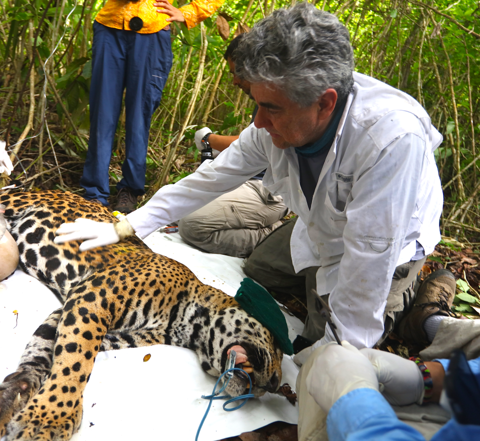 Gerardo Ceballos developed successful conservation strategies for endangered mammals in North America, including the black-footed ferret. He was a proponent of the passage of Mexico’s first Act for Endangered Species.