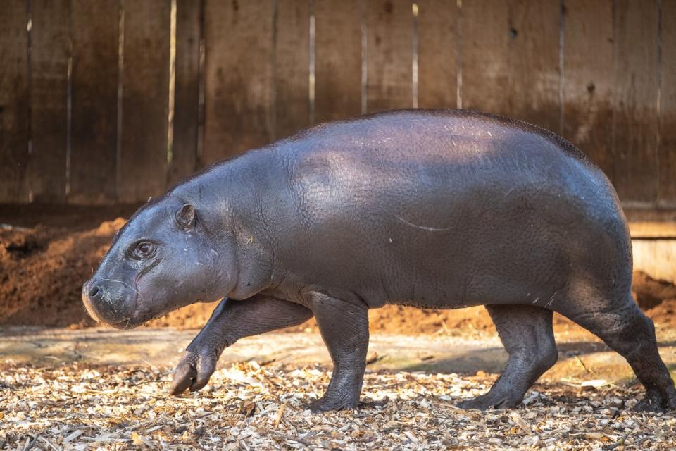 (London Zoo)