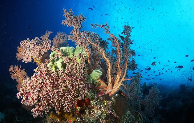 Pink fluffy corals swift elegantly underwater in Cape Kri, Raja Ampat. Source: Pete McGee/Diveplanit