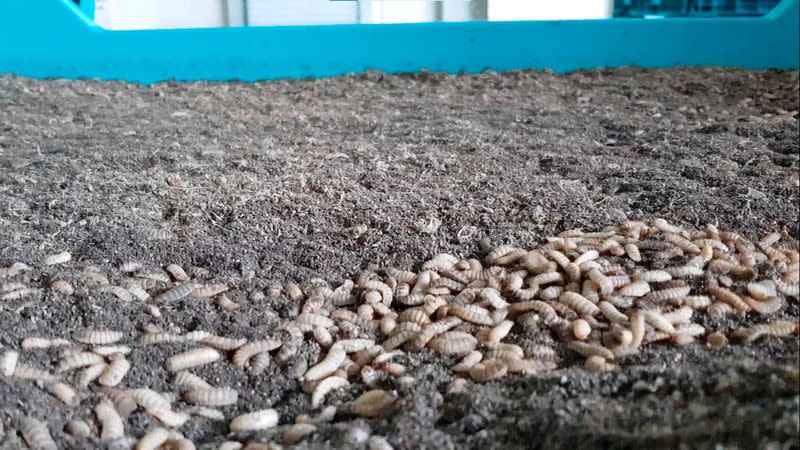 A tray of Black Soldier Fly larvae photographed in Malaysia