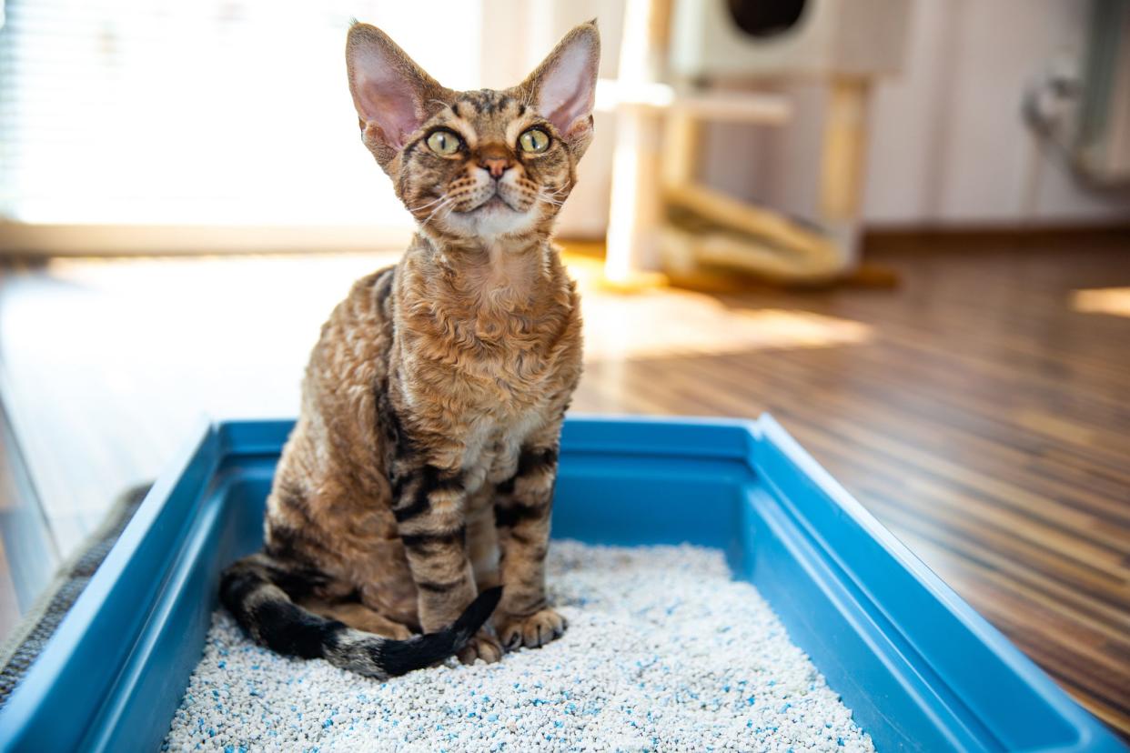 A Devon rex cat sitting in a blue litter box with litter, looking towards the slight right, selective focus, a wooden floor, a cat playset, and sunlight coming through a window with blinds, blurred in the background