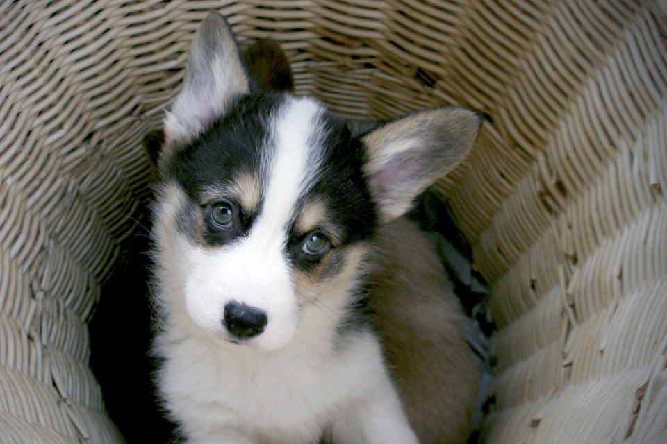 Closeup of a Corgi puppy