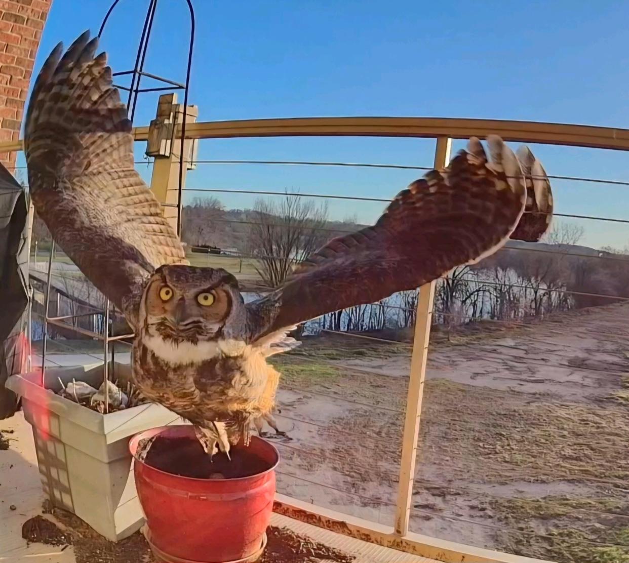 A female great-horned owl flies above its nest on the balcony of John and Christine Moczynski of West Bend. The bird, named River by the Moczynskis, abandoned the nest in mid-April after laying two eggs and brooding the eggs for about a month. The image was captured with a camera placed on the balcony.