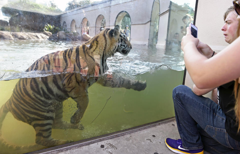 A petition is urging LSU to stop holding captive Tigers as mascots, a practice the school has maintained since 1936. (AP)