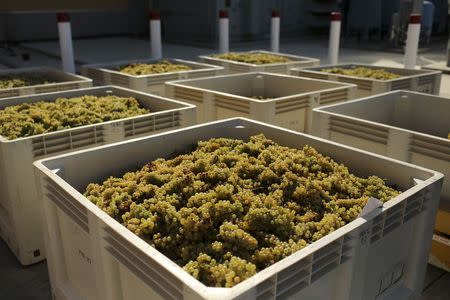 A bin of Chardonnay grapes ready for crushing are shown at the University of California Davis during a wine grape harvest in Davis, California August 21, 2014. REUTERS/Robert Galbraith