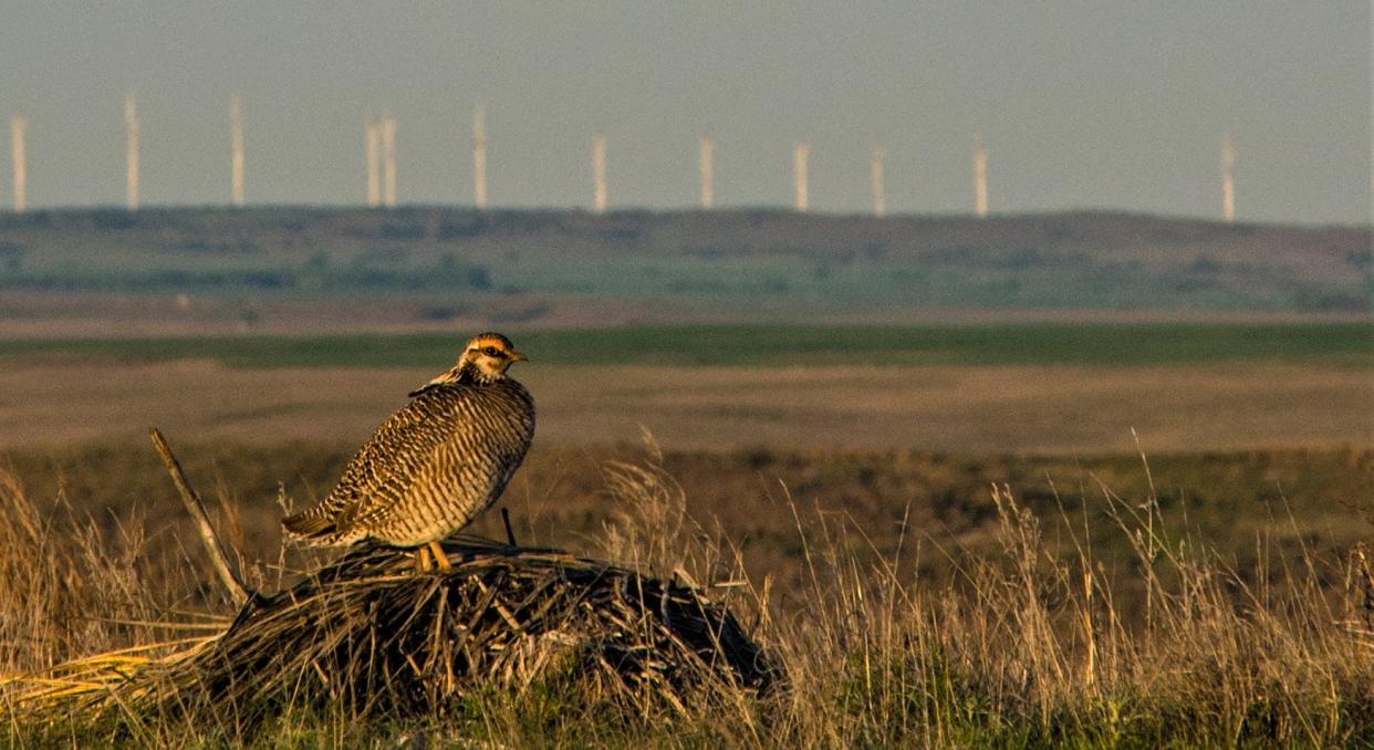 A lesser prairie chicken seeks a mate at a lek near in a wind farm in western Oklahoma.