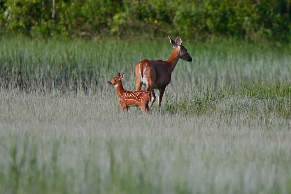 Two deer take in their surroundings at a field in Dartmouth