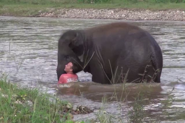 Elephant dives into water to rescue keeper