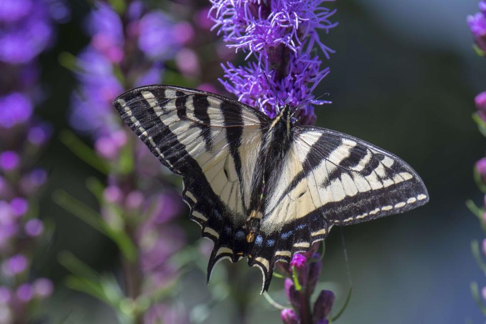 Swallowtail butterflies, shown here on a liatris flower in Washington state, are efficient pollinators that can be attracted to home gardens. <a href="https://www.gettyimages.com/detail/news-photo/swallowtail-butterfly-on-a-liatris-spicata-flower-in-july-news-photo/624174230" rel="nofollow noopener" target="_blank" data-ylk="slk:Wolfgang Kaehler/LightRocket via Getty Images;elm:context_link;itc:0;sec:content-canvas" class="link ">Wolfgang Kaehler/LightRocket via Getty Images</a>