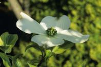 <p>Though you don't typically associate the word "dog" with attractive, these tree blossoms have a pleasing look to them.</p>