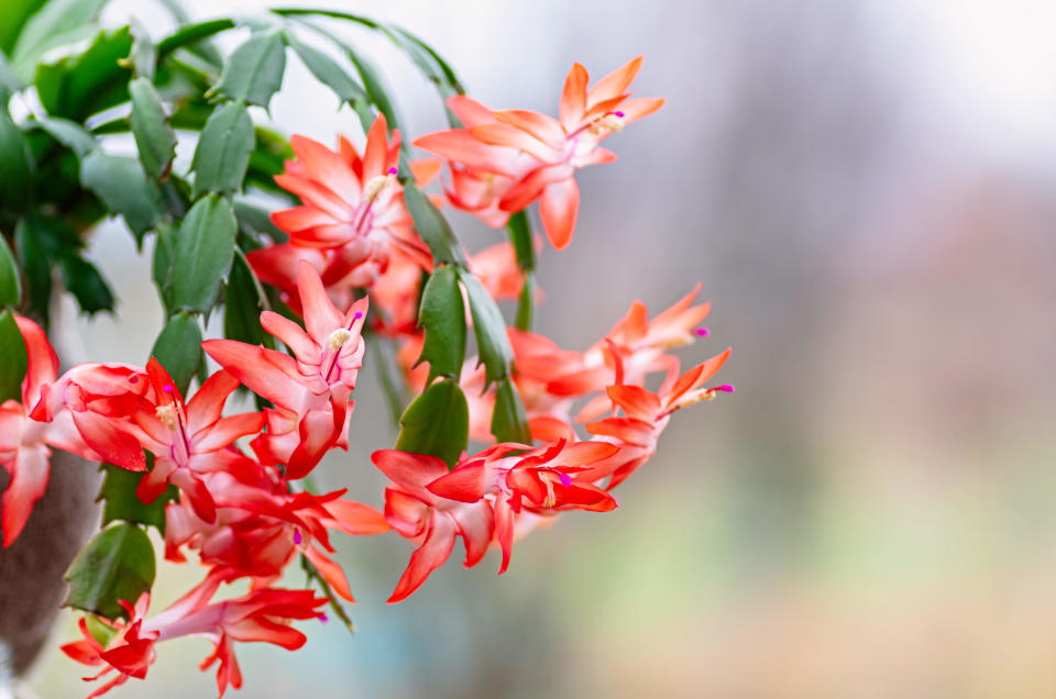 christmas cactus with orange flowers