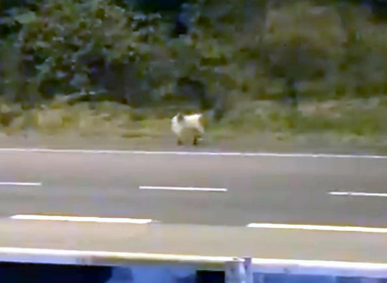 The rogue animal was spotted darting among vehicles between junctions 28 and 29 of the M62 near the Lofthouse interchange: PA