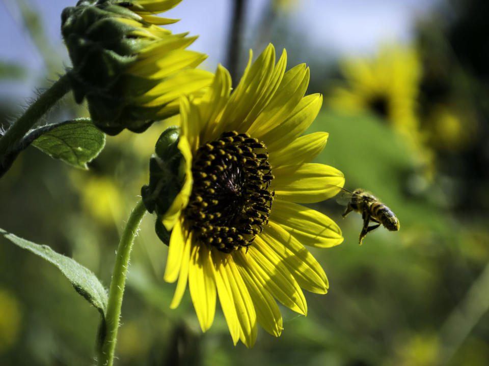 sunflower with bee