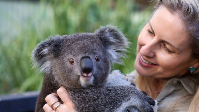 Hand-raised koala joey relocated to new habitat at Australian Zoo