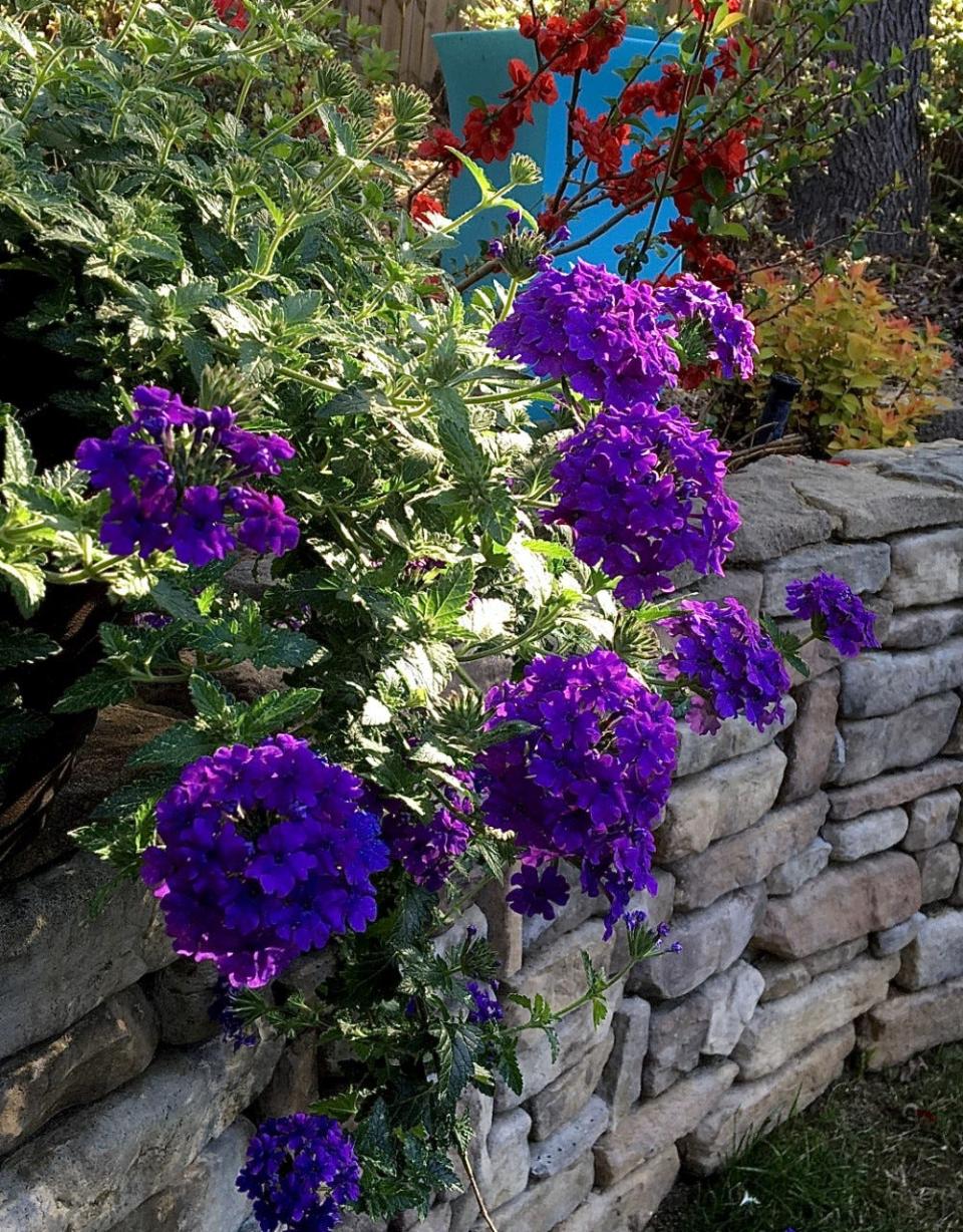 Sunrise at The Garden Guy’s backyard shows Superbena Imperial Blue verbena handing over the wall with Double Take Scarlet flowering quince nearby.