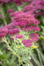 <p>There are many types of sedums, but this <a href="https://www.amazon.com/spectabilis-Autumn-Stonecrop-Perennial-flowers/dp/B07HFRFD9X/?tag=syn-yahoo-20&ascsubtag=%5Bartid%7C10050.g.4662%5Bsrc%7Cyahoo-us" rel="nofollow noopener" target="_blank" data-ylk="slk:autumn variety;elm:context_link;itc:0;sec:content-canvas" class="link ">autumn variety </a>is known for its upright form and bright pink flowers in late summer and early fall. The blooms on this perennial last for weeks, and pollinators love them!</p>