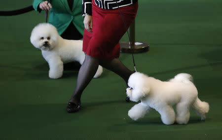 A handler runs a Bichon Frise during competition in the Non-Sporting Group at the 139th Westminster Kennel Club's Dog Show in the Manhattan borough of New York February 16, 2015. REUTERS/Mike Segar