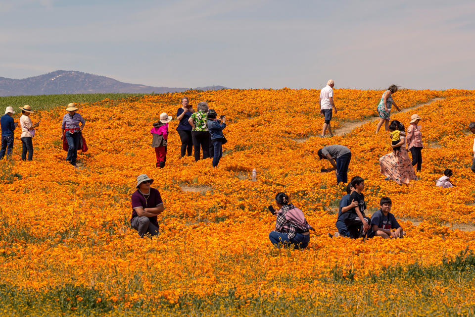 A superbloom of California golden poppies and other wildflowers in the Lancaster area of Southern California on April 11, 2023