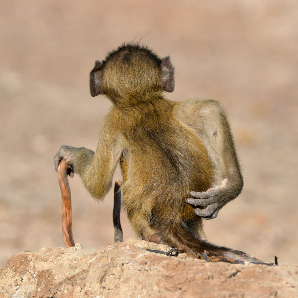 &ldquo;Socially Uninhibited&rdquo; features a chacma baboon in River Chobe, Botswana. (Photo: Martin Grace/Comedy Wildlife Photo Awards 2020)