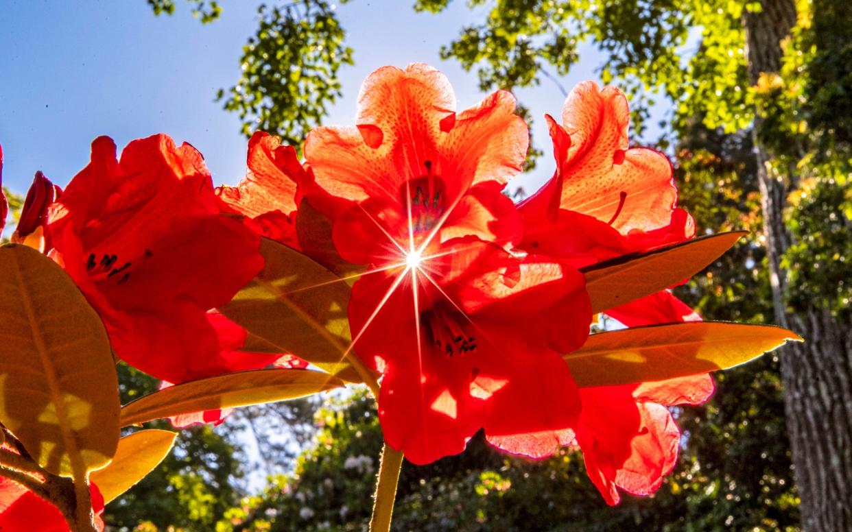 Early morning sun shines through a rhododendron 'Cosmopolitan' plant in North Wales - Peter Byrne