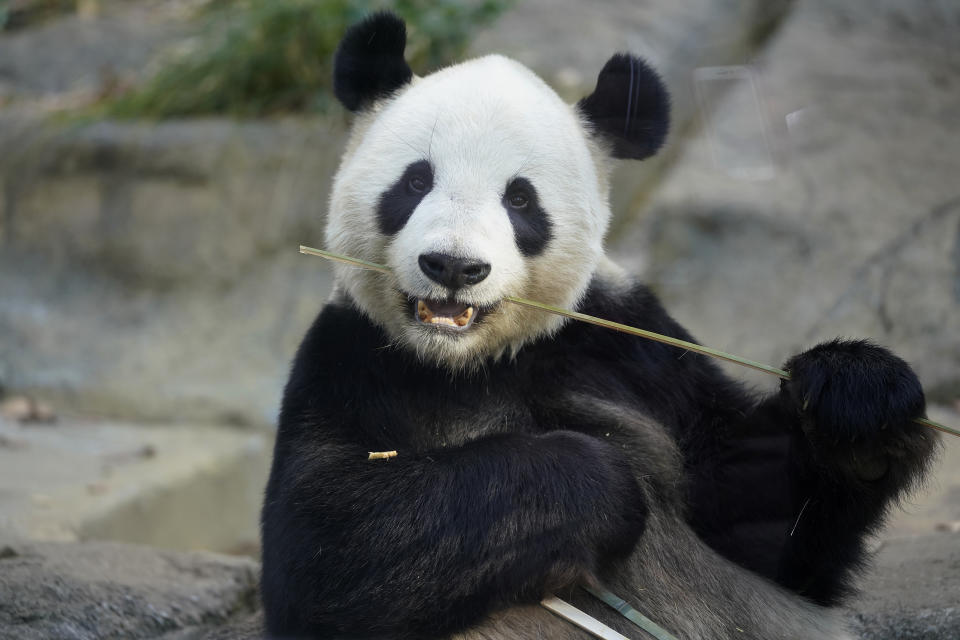 Male giant panda Ri Ri, father of baby panda Xiang Xiang, bites bamboo at a cage at Ueno Zoo in Tokyo, Monday, Dec. 18, 2017. Ri Ri’s baby panda has made a special appearance before Tokyo’s governor, a group of local schoolchildren and the media one day ahead of her official debut. (AP Photo/Shizuo Kambayashi)