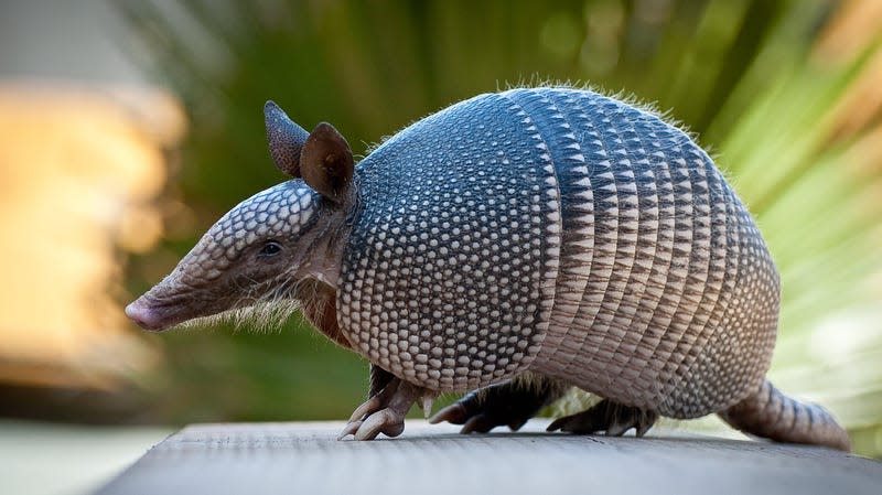 Nine-banded armadillos can carry the bacteria that cause leprosy, but researchers still aren’t sure whether they’re helping drive the increased local spread of the disease in Florida.