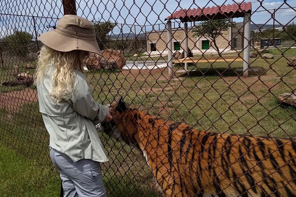 Salvan a tres tigres en el centro de México que sufrieron maltrato en refugio. (Foto: EFE)