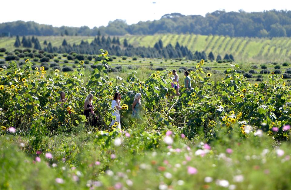 Visitors roam fields of flowers at the recent Sunflower Festival at Maize Valley Winery & Craft Brewery in Marlboro Township.