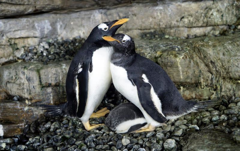 ▲西班牙瓦倫西亞水族館宣布，館內的一對雌性企鵝伴侶順利孵蛋成功，喜迎自己的小寶寶。（圖／翻攝自《Oceanogràfic València》臉書）