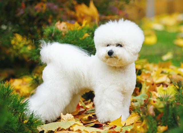 Hypoallergenic Dogs: Here are the 10 breeds of adorable dog for ...