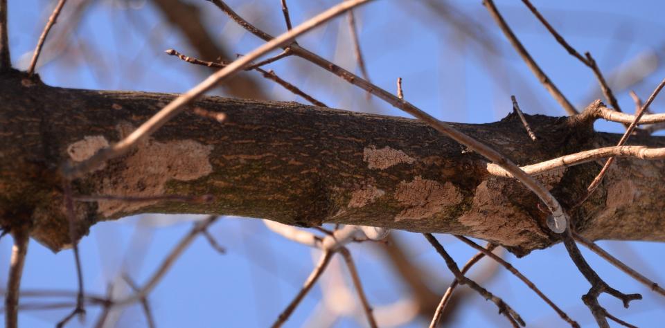 Spotted lanternfly egg masses on a red maple branch in Hagerstown on Jan. 11, 2024.