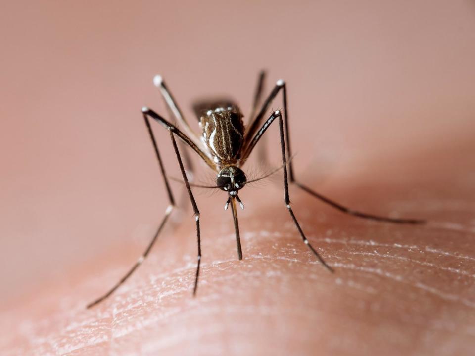 PHOTO: Stock photo of a mosquito on skin. (STOCK PHOTO/Getty Images)