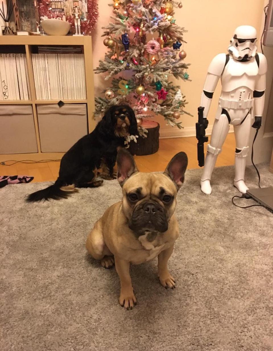 French bulldog Harper, 4, at Christmas in 2021 (Collect/PA Real Life)