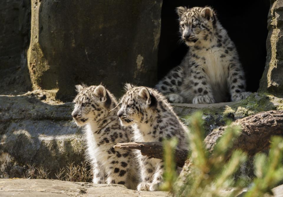 Snow Leopards at Marwell Zoo