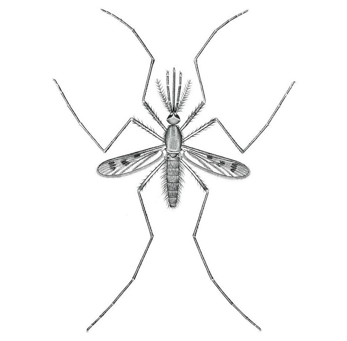 Anopheles quadrimaculatus: The common malaria mosquito.