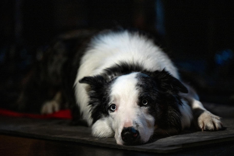 狗演員梅西成為金獎季節上最閃亮的明星。（圖：Amanda Edwards/Getty Images）
