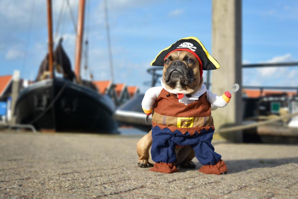 Get creative with your pet’s Halloween costume this year.