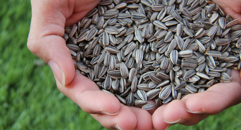 Sunflower seeds