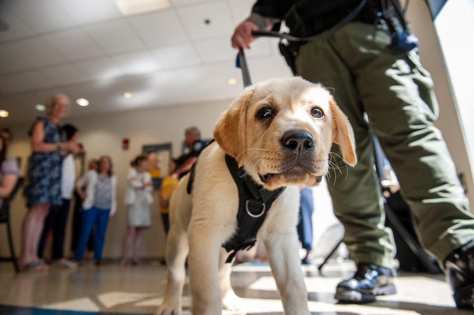 Ramsey, a 13-week-old English Labrador retriever, was sworn in as the first ever comfort care K9 at Framingham State University, July 6, 2023.