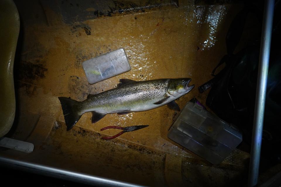 A lake-run brown trout caught on the Bois Brule River near Brule lies in the bottom of a canoe.