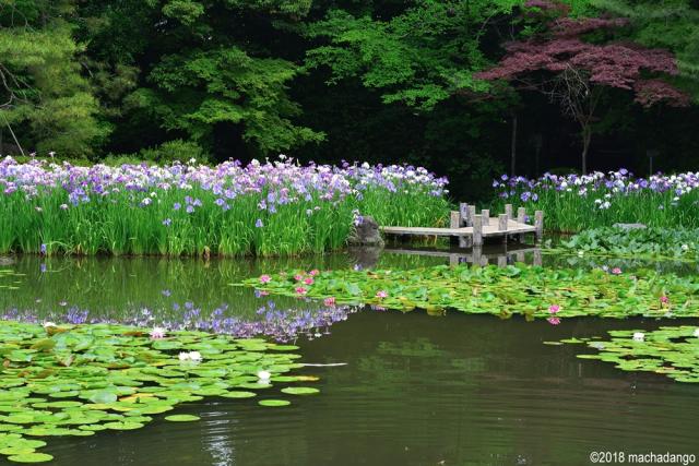 繡球花 桔梗盛開 京都6月很精彩 趁暑假旺季前來趟賞花之旅