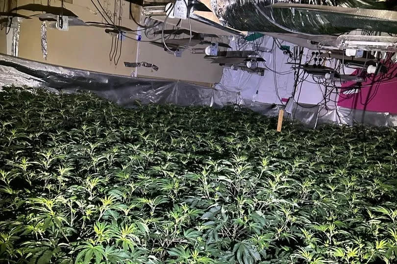 Over 3,000 cannabis plants were seized by police