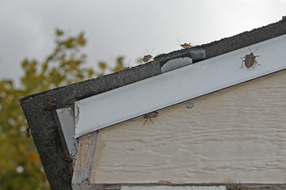 Stink bugs seek the warm side of buildings this time of year, and look for cracks in walls and doors to come inside.