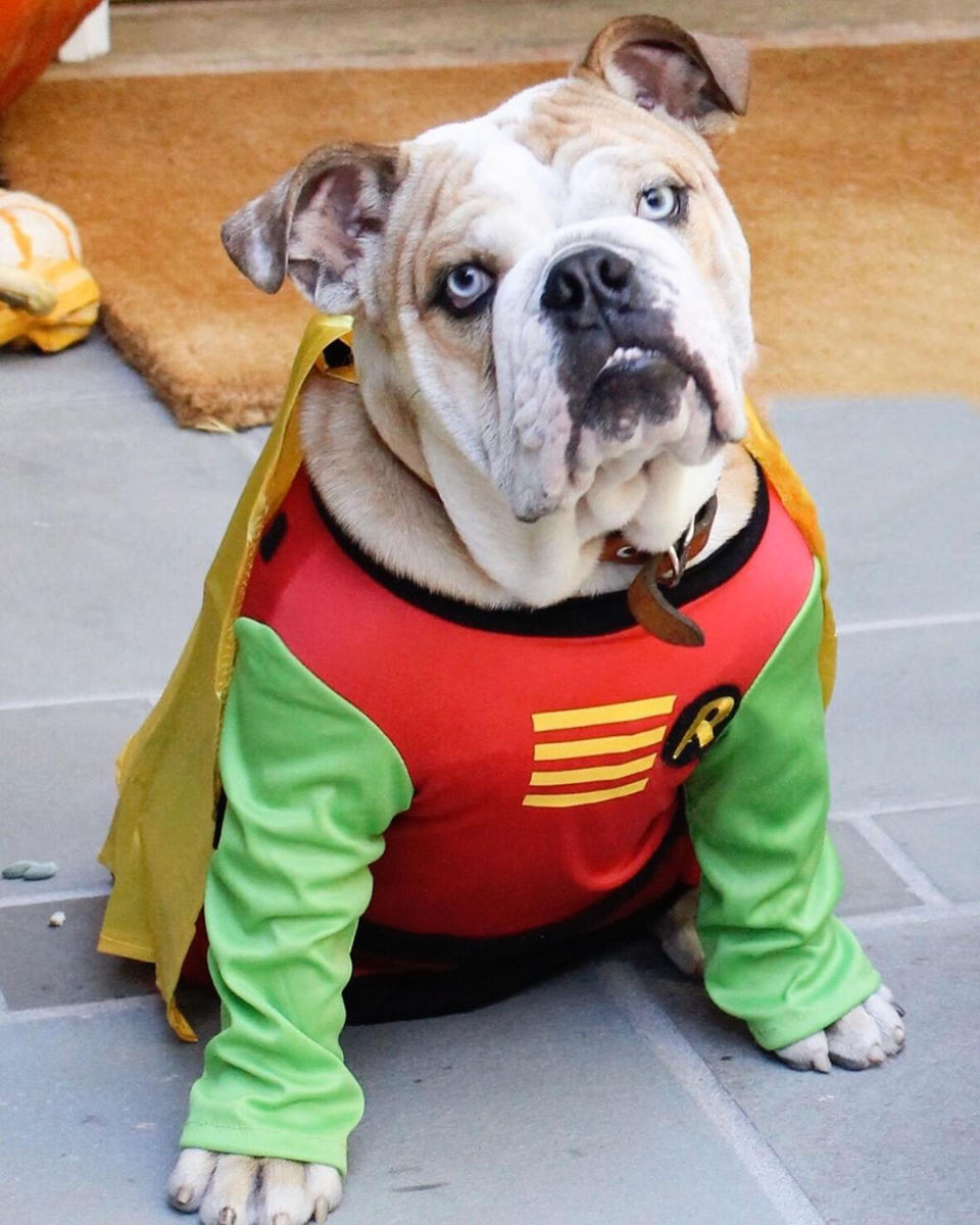 Super Pup