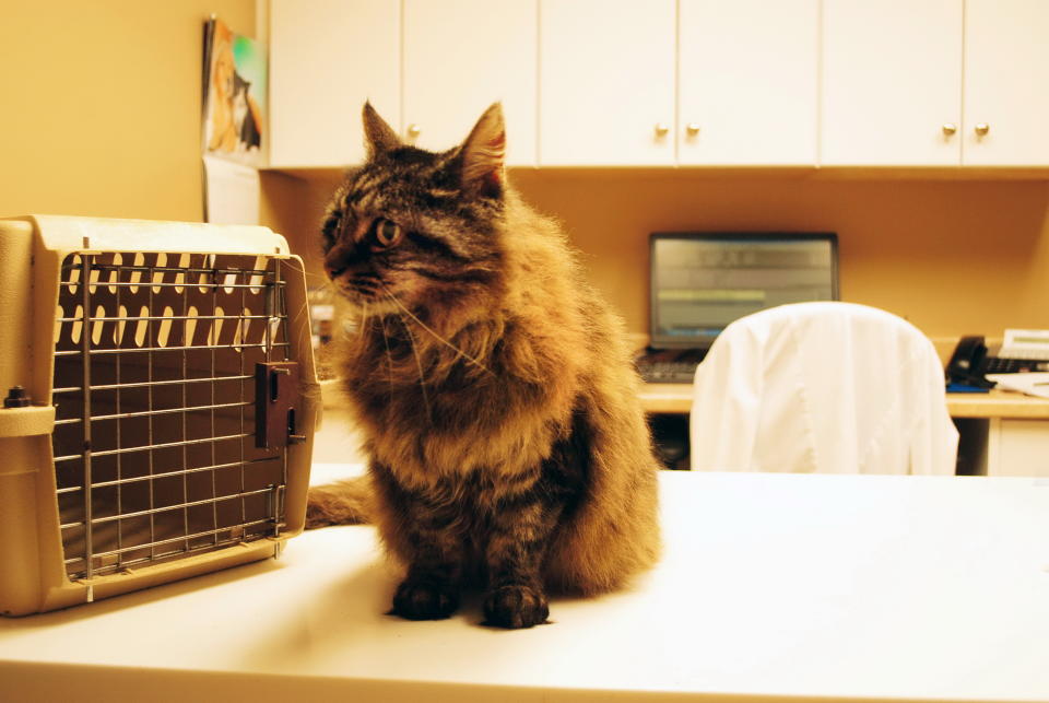 Tabby cat on examining table next to pet carrying cage on a visit to the veterinarian's office.